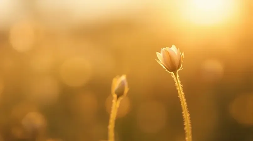 花开有时 - 蜜梨直播